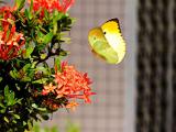 Yellow butterfly like morning sun