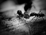 Ants wandering