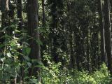 In the heart of the dense darkening jungle Garu
