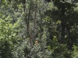 Narrow animal trail leaving the wide jungle path at Garu
