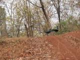 Welcoming majestic peacock, Nagzira Tiger Reserve