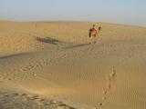 Lone camel and its shadow on desert sands, Jaisalmer